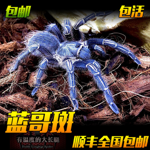 蓝色漂亮蓝哥斑哥斯达黎加斑马脚1-12厘米顽皮好养活体宠物蜘蛛