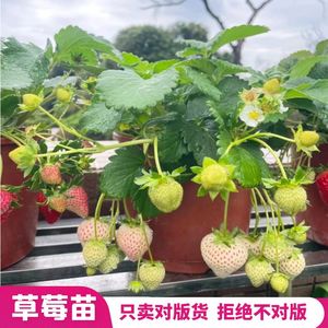 四季草莓苗盆栽奶油红颜天使淡雪穴盘苗南北方种子阳台庭院种植