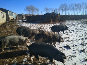 农家散养东北大民猪黑猪土猪肉  年猪 前 后腿肉 五花肉