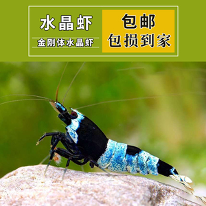 观赏虾台湾蓝化基因亚瑟黑金刚虾抱卵水晶虾活体0.8-1.2cm种虾