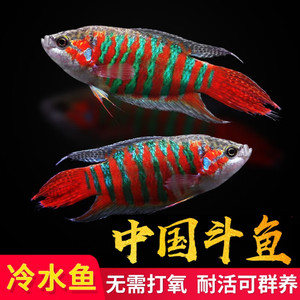 中国斗鱼活体活鱼冷水淡水小河豚好养耐养宠物鱼小型斗鱼不用打氧