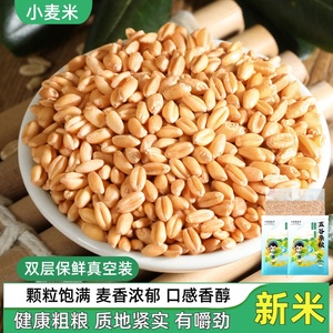 带皮小麦粒5斤 新货优质小麦磨面煮粥 做麦芽糖酿酒发麦苗小麦草