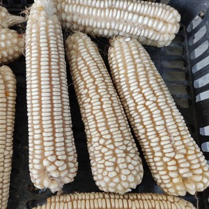 70年代传统老品种大白马牙玉米农家老式玉米籽非转基因苞谷粗粮