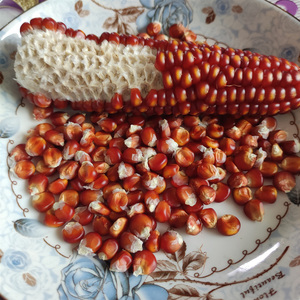 老品种小粒红玉米农家传统鸡脚跳干玉米粒五谷杂粮非转基因