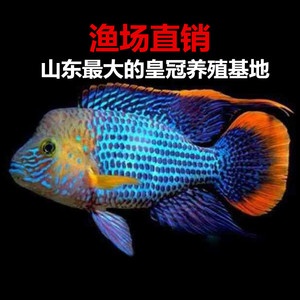 热带观赏鱼红尾皇冠玉面鹦鹉鱼财神地图宠物鱼淡水大型混养瓷雕鱼