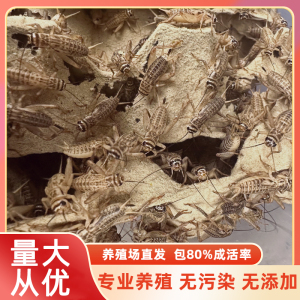 白蛐蛐白蟋蟀活体饲料活物活虫蜥蜴守宫角蛙树蛙龙鱼鸟针头油葫芦