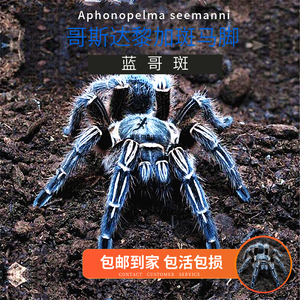 网红蓝色种蓝哥斑哥斯达黎加斑马脚1-10厘米顽皮好养蜘蛛活体宠物