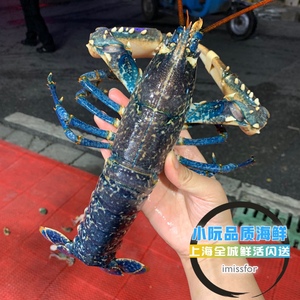 鲜活法国进口布洛塔尼蓝龙虾1斤一只整只海鲜欧洲蓝龙大龙虾顺丰