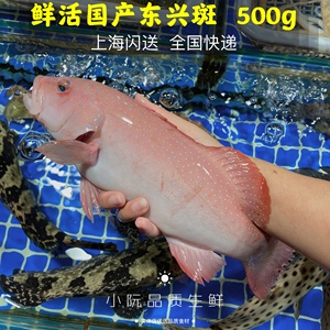 上海闪送鲜活东兴斑红石斑鱼野生龙胆鱼富贵鱼深海鱼鲜活海鲜500g