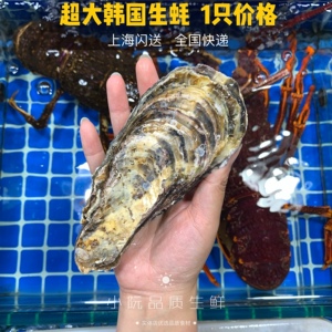 活鲜超大韩国进口生蚝鲜活大生蚝刺身食材法国吉拉多蒜蓉清蒸生蚝