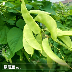 绿眉豆种籽子峨眉豆红扁豆种子素菜夏季阳台盆栽种植蔬菜种孑大全