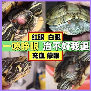 乌龟白眼病专用药眼睛睁不开特效药巴西龟眼药水滴眼液闭眼喷雾剂