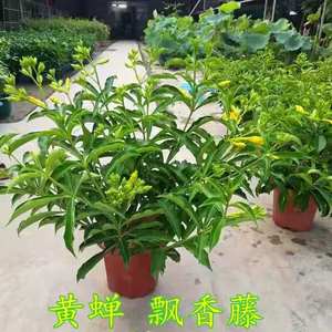 庭院阳台开花植物盆栽黄蝉花苗喜阳灌木盆景观赏花卉绿植耐热包邮