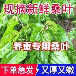 成都极速发货！新鲜桑叶蚕宝宝饲料学生养蚕小蚕鲜嫩现摘活蚕卵