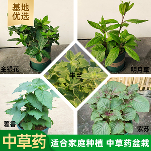 中草药盆栽苗紫苏藿香金银花明月草薄荷芦荟学校幼儿园科普草药草