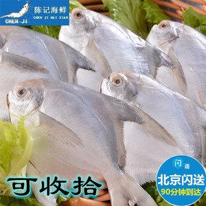 现货250g一条新鲜大白鲳鱼平鱼鲳鳊鱼冰鲜银鲳鱼海鲜水产深海鱼