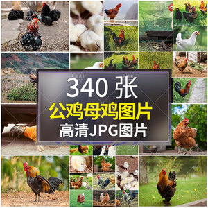 高清公鸡母鸡图片大红公鸡打鸣家禽养殖业土鸡散养走地老母鸡素材
