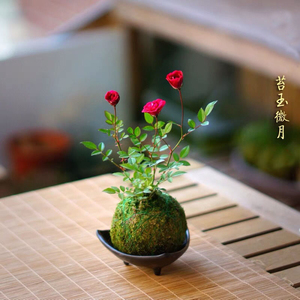 带花四季开花迷你超微型月季玫瑰姬月季苔藓球阳台窗台桌面绿花卉