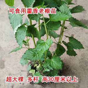 食用藿香盆栽老根土藿香苗广藿香树苗老桩大叶薄荷苗五香叶荷香苗