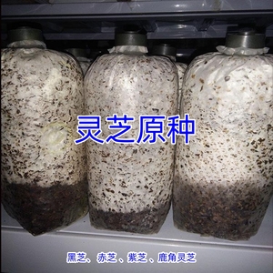 灵芝菌种 原种 灵芝二级种 栽培种  食用菌灵芝菌包菌种 蘑菇种子
