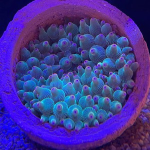 荧光绿奶嘴海葵小丑鱼共生新手珊瑚容易上手地毯珊瑚紫点白葵