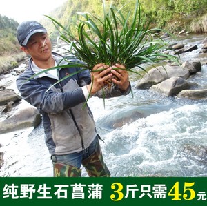 菖蒲花根 淘宝拼多多热销菖蒲花根货源拿货 阿里巴巴货源