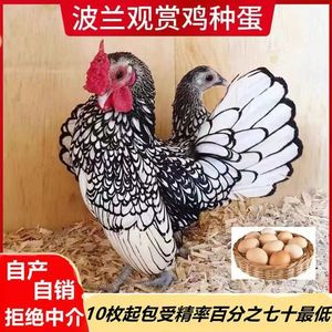 波兰鸡种蛋可孵化小鸡的蛋两色混装观赏鸡种蛋宠物鸡高受精种鸡蛋