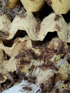 1.2-2白蟋蟀活体亚成75元一斤包邮，保质保量。油葫芦大亚65一斤