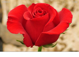 P18中大苗切花月季苗卡罗拉玫瑰月季花店红色玫瑰花种苗四季花卉