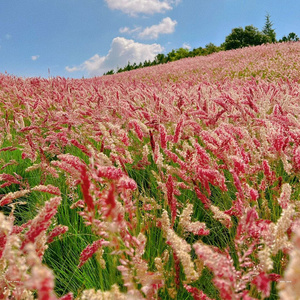 蜜糖草坡地毛冠草多年生草花卉耐热耐寒绿植户外花园庭院花境植物