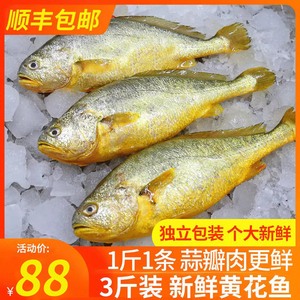 青岛新鲜3斤3条大黄花鱼海鱼新鲜海鲜水产鲜活冰鲜冷冻海捕小黄鱼