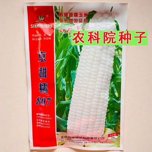 京科糯2000白色糯黏粘玉米种子大全北京农科院玉米种万甜蔬菜200g