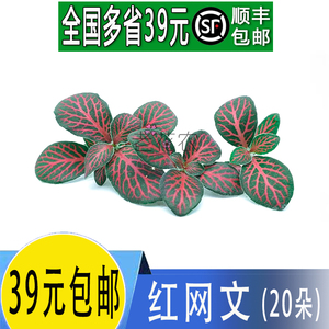 新鲜 网纹草 网纹叶子 红网纹草 西餐摆盘装饰花草点缀 1盒