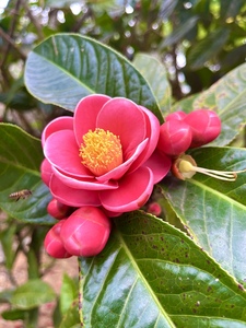 越南抱茎茶花四季开花红海棠花盆栽树苗名贵进口茶花大树苗