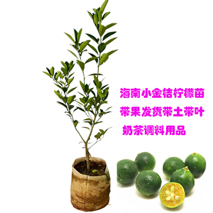 带土包邮海南小青桔苗奶茶饮品常绿桔苗四季小柠檬树苗结果花盆