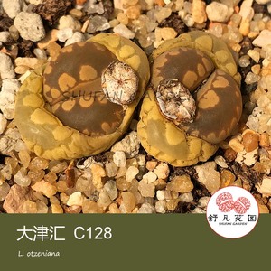 C128 大津绘 种子 特选 大津汇 生石花 岛田 番杏 多肉 特价