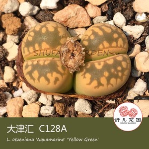 C128A  黄绿大津汇 种子 生石花 岛田 番杏 多肉 特价