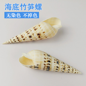 竹笋螺稀有进口标本螺天然海螺贝壳鱼缸造景水族装饰品地中海摆件