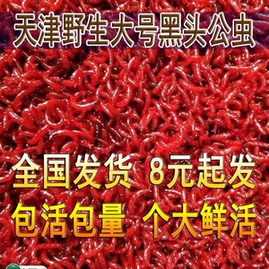 天津特大号公虫鲜活红虫活饵活体小号公虫拉饵鲤鱼鲫鱼饵包邮