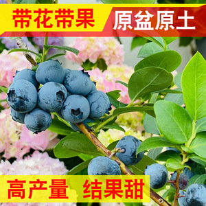 蓝莓树果苗蓝苺树苗蓝莓苗蓝莓树蓝莓苗北方南方种植蓝莓盆栽带果