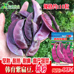韩育紫扁豆种子扁豆角种子庭院园艺易种爬藤植物蔬菜蔬果豆角种