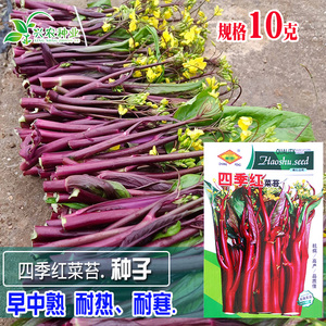 红菜心红菜薹种籽红菜苔种子甜菜芯阳台庭院四季蔬菜种孑