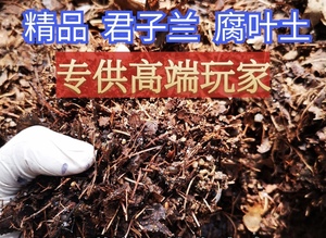 君子兰专用土腐叶土有机营养土橡树叶腐熟树叶松针东北营养土高端