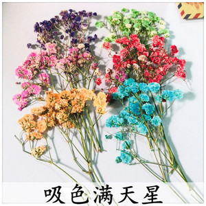 满天星 吸色满天星 diy手工干花 饰品花材 永生花滴胶手机壳押花