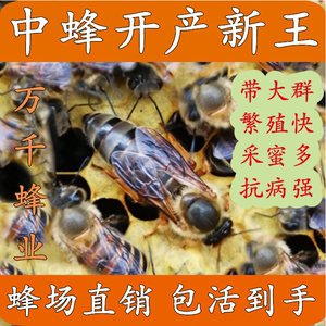 中蜂蜂王活体土蜂产卵强群阿坝开产新王双色红环土蜂蜜蜂处女种王