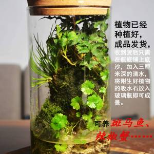 苔藓微景观盆栽办公桌小盆景雨林缸菖蒲吸水石玻璃生态瓶礼物耐养