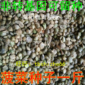 菠菜种籽按斤宽叶菠菜种子抗寒，盆栽蔬菜种子大叶菠菜种子一斤