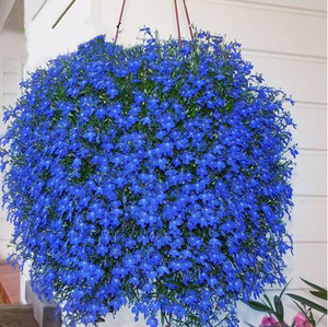 四季易种蓝花亚麻花种子阳台庭院室内外垂吊花卉盆栽植物吊兰花籽
