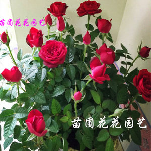 玫瑰月季欧月花苗盆栽绿植四季开花带花苞庭院阳台