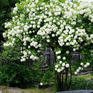 欧洲玫瑰木绣球花特大苗白色花球高档别墅庭花镜院耐寒热风景树
